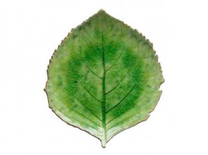 Costa Nova Tallrik hortensiablad Riviera 22 x 19 cm Grön/Svart Keramik