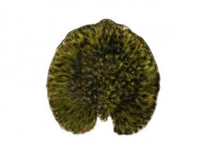 Costa Nova Tallrik näckrosblad Riviera 18 x 17 cm Mörkgrön/Svart