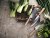 Hattasan damascus kockkniv - Vinga Home