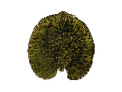 Zoom bild av Costa Nova Tallrik näckrosblad Riviera 18 x 17 cm Mörkgrön/Svart