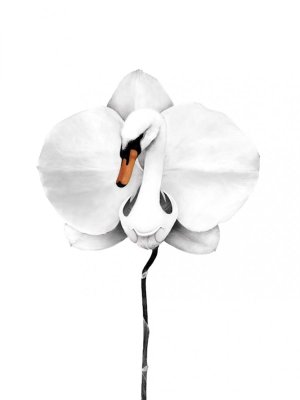 Zoom bild av SWART - SWAN ORCHID POSTER 50x70 CM